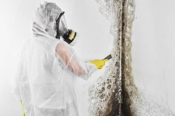 Best Fast Mold Removal  in Meridian, PA