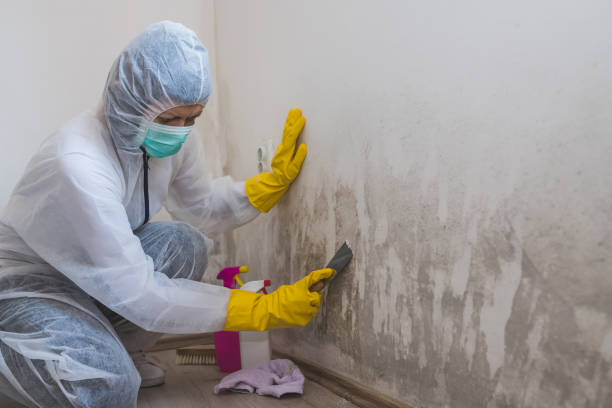 Best Home Mold Removal  in Meridian, PA