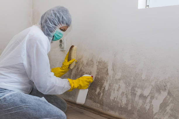 Best Fast Mold Removal  in Meridian, PA