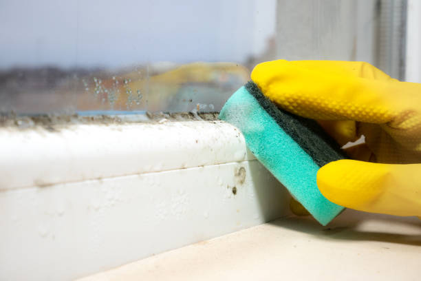Best Black Mold Removal  in Meridian, PA