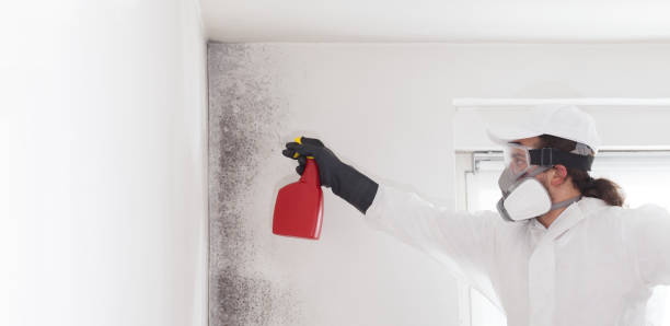 Best Professional Mold Removal  in Meridian, PA
