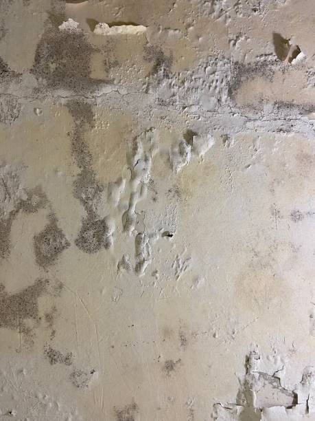 Best Mold Testing  in Meridian, PA