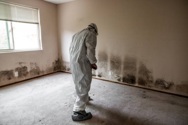 Mold Removal and Inspection in Meridian, PA
