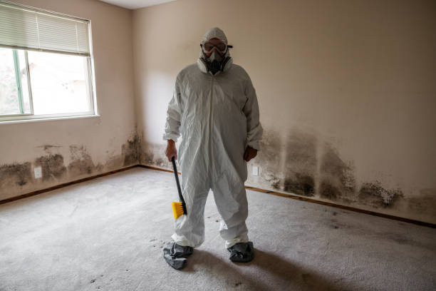 Best Best Mold Removal Companies  in Meridian, PA