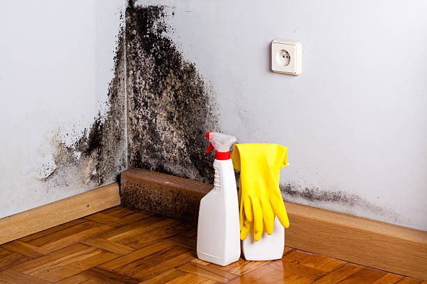 Best Mold Damage Repair  in Meridian, PA