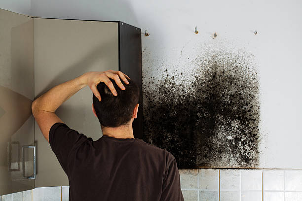 Best Same-Day Mold Removal  in Meridian, PA