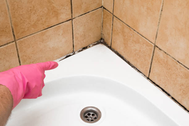 Best Mold Removal Near Me  in Meridian, PA