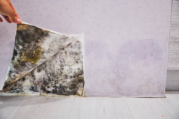 Best Crawl Space Mold Removal  in Meridian, PA